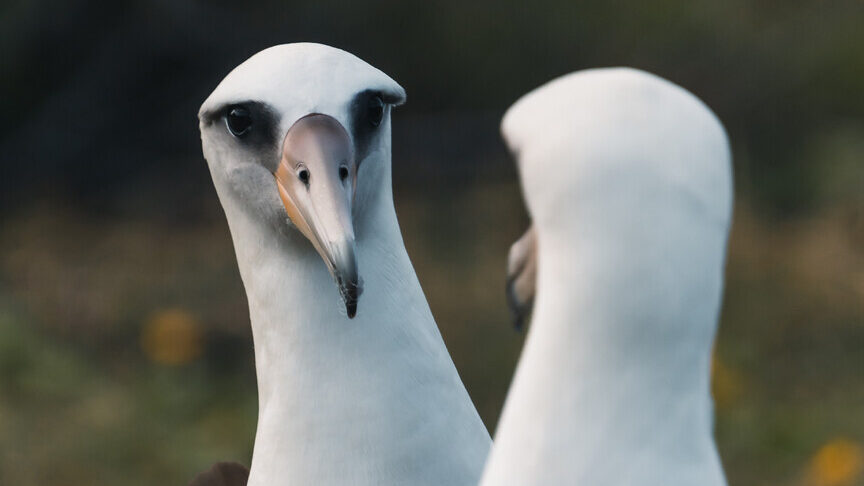 Two birds look at each other.