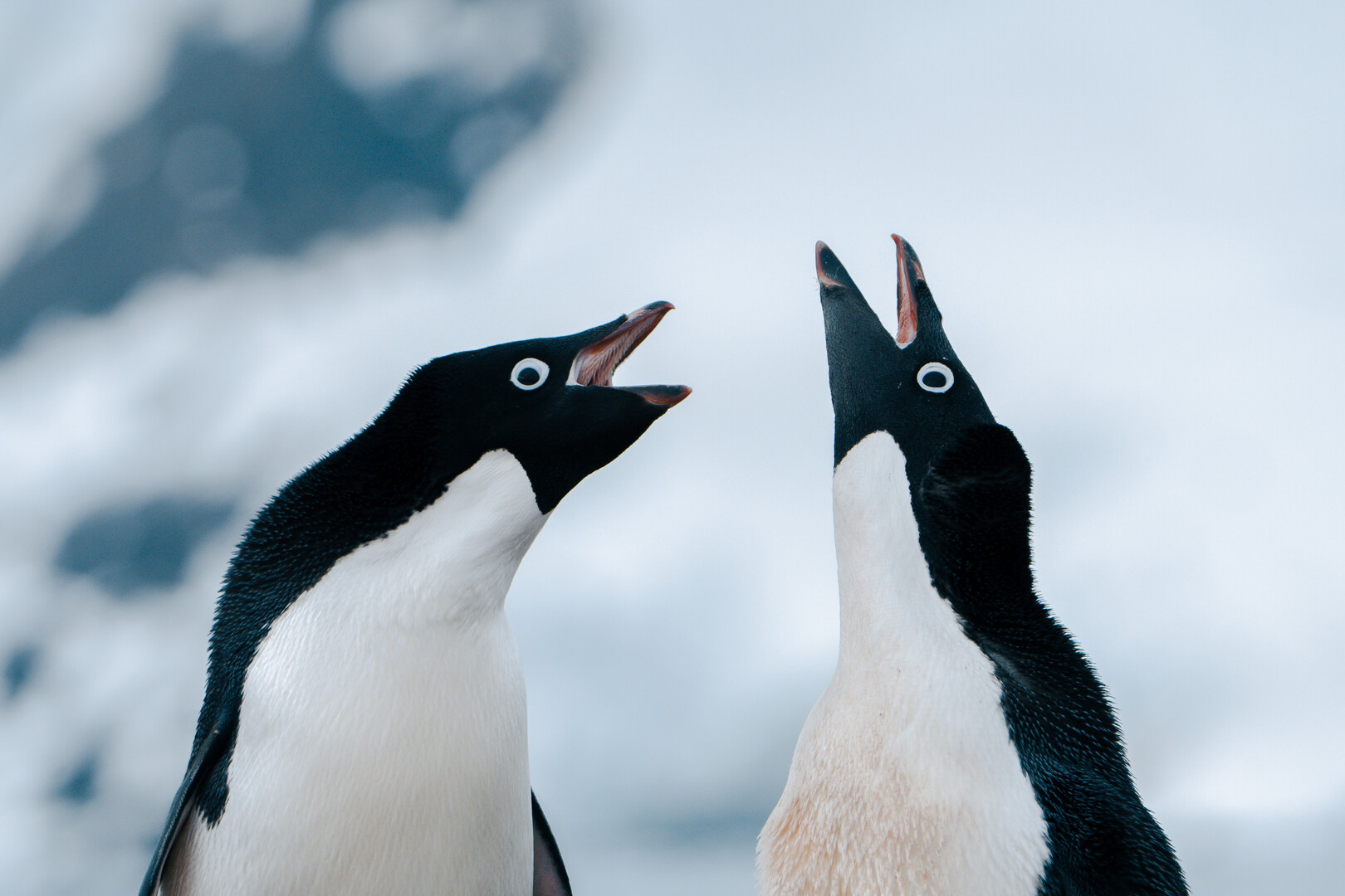 Two birds with mouths open.
