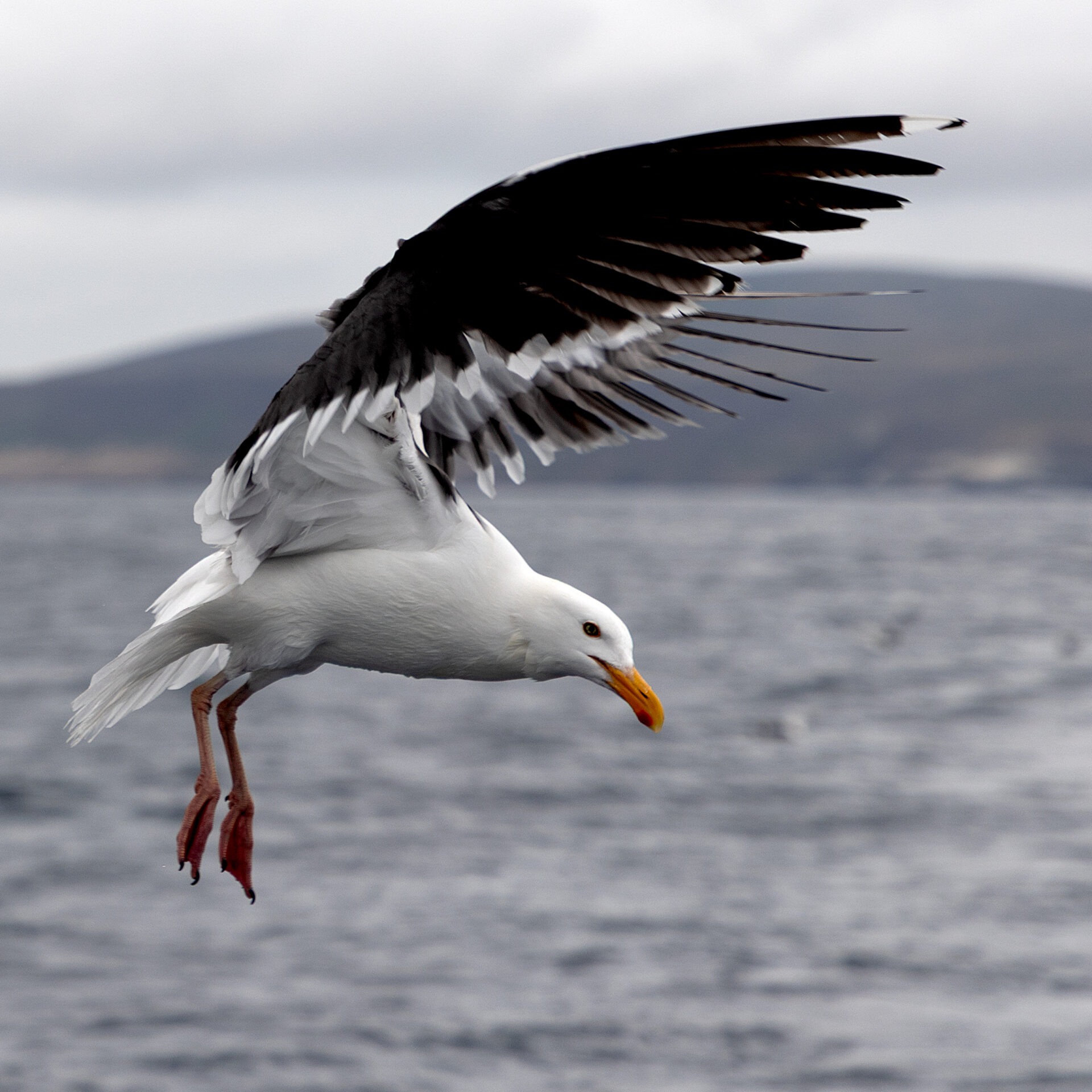 Bird in flight over water.