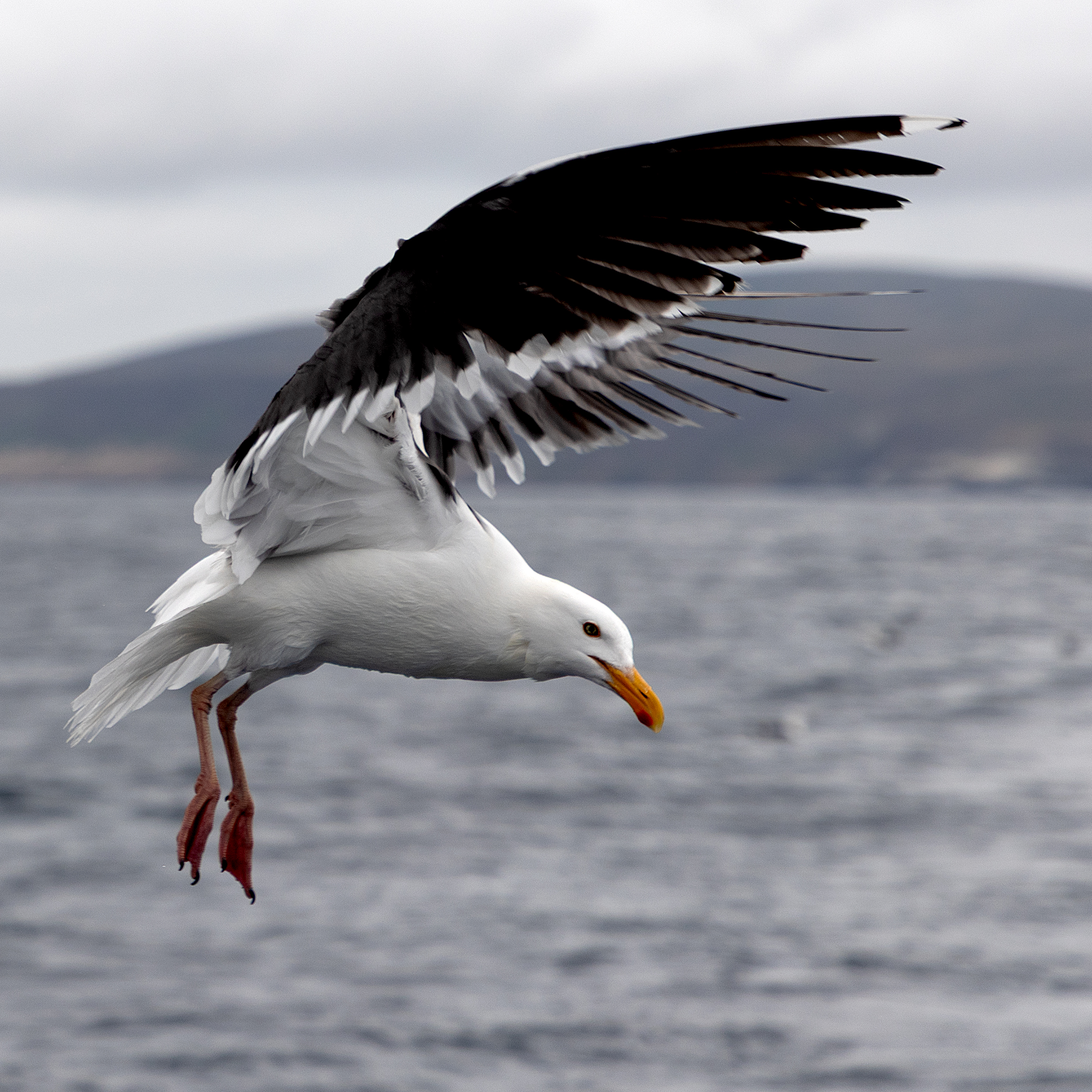 Bird in flight over water.